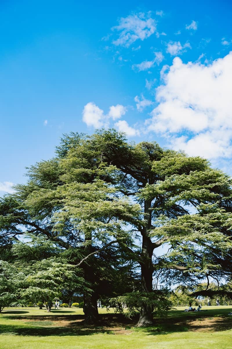 A large, leafy tree stands against a blue sky.