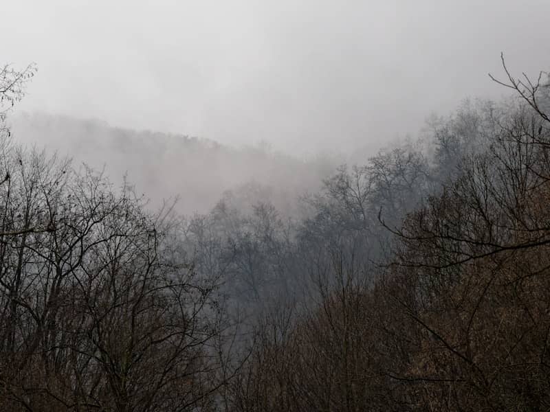 Misty forest landscape with bare trees in foreground