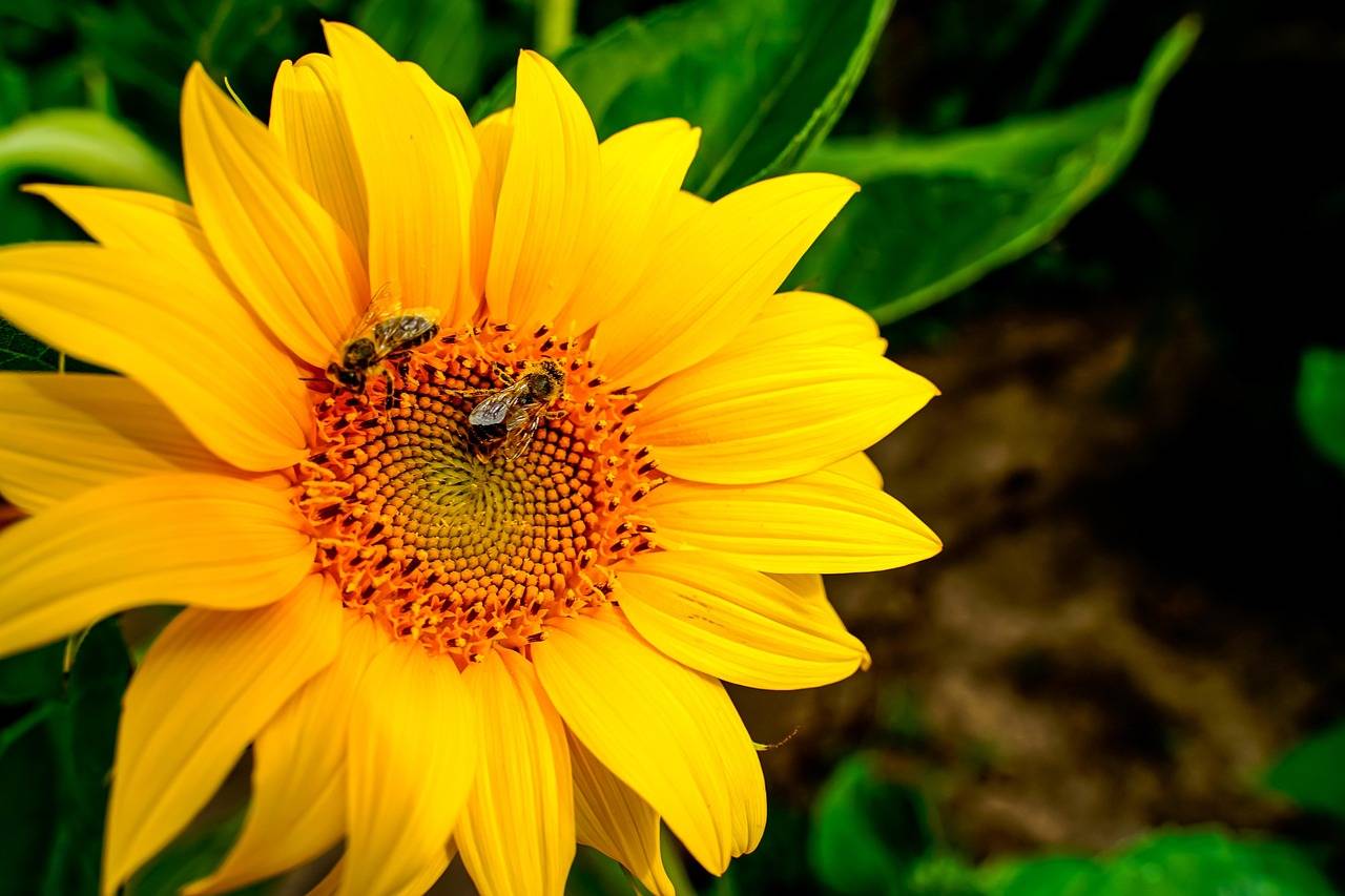 sunflower and bee