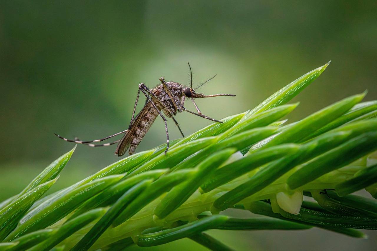 mosquito on a pine branch