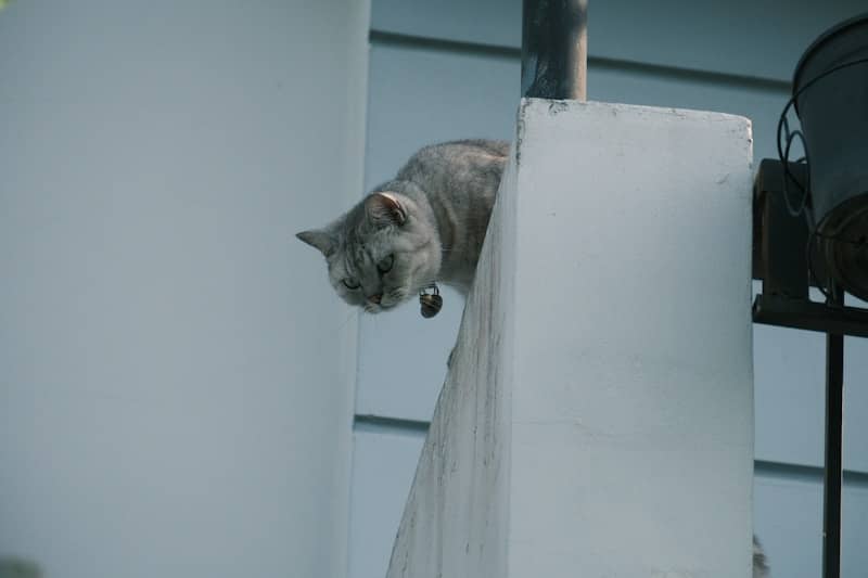 A cat is perched on a white column.