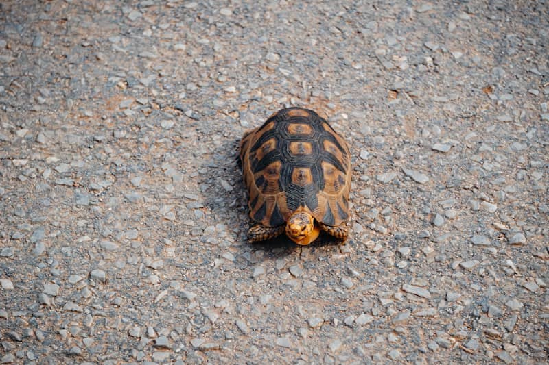 A small tortoise walks on a paved surface.