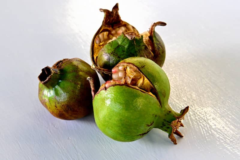 Split pomegranates. Copyright © Martha Retallick. All rights reserved.