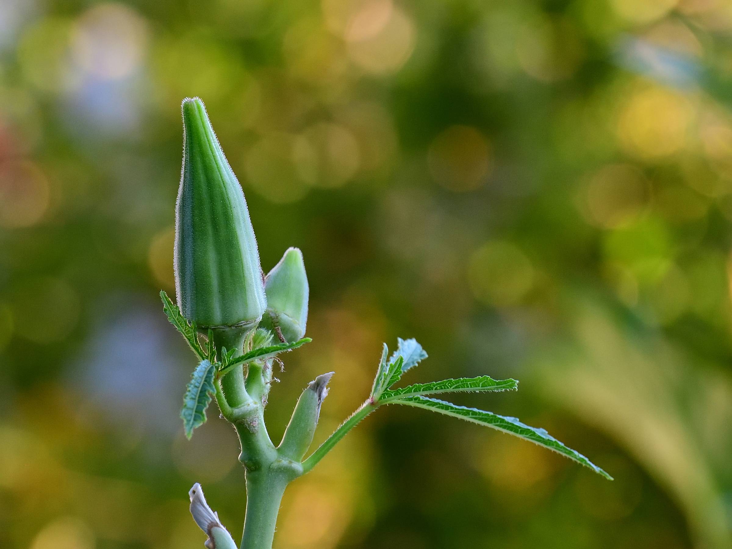 Okra ripening in my garden.