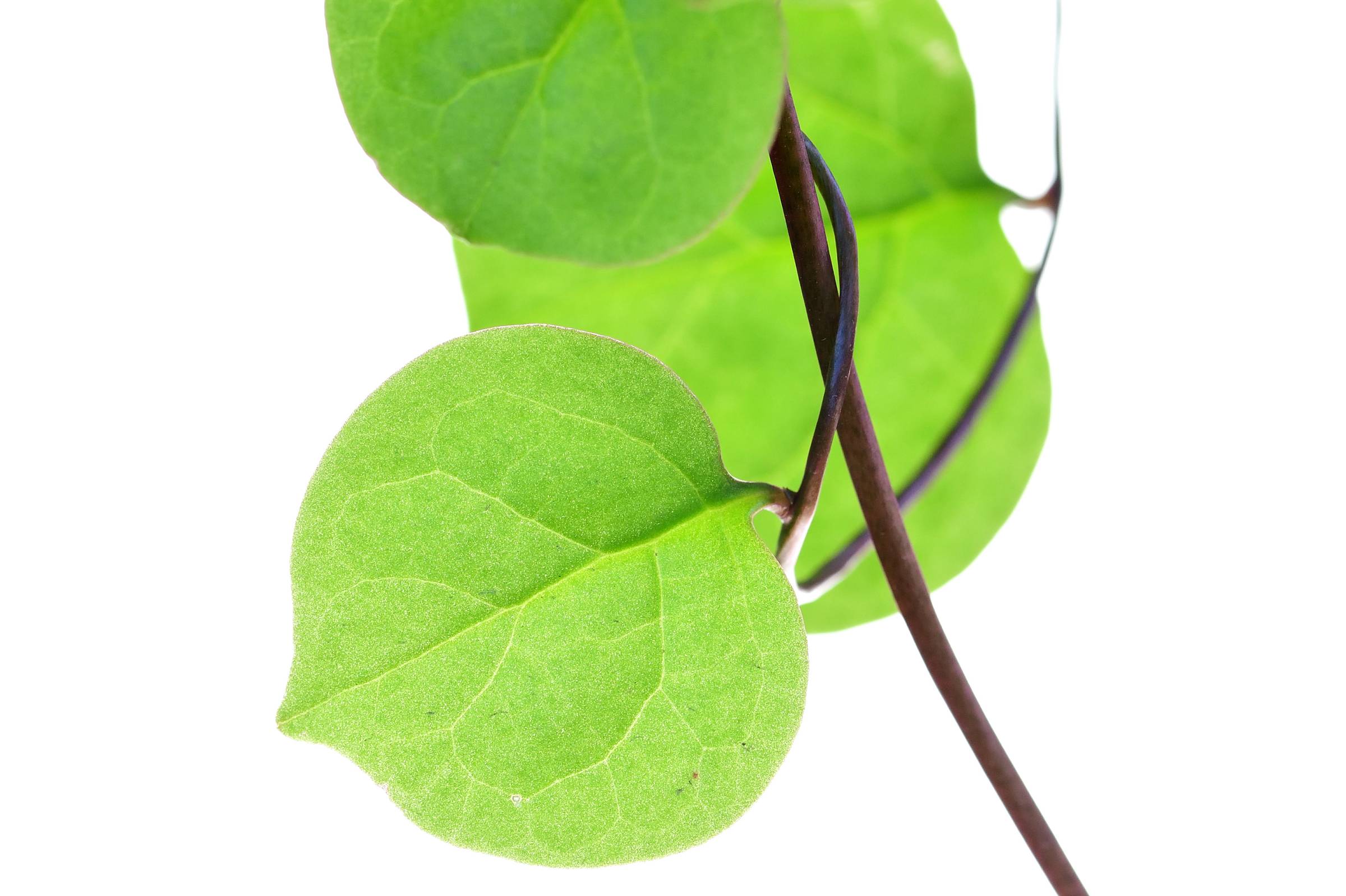 Malabar spinach that's still going strong.