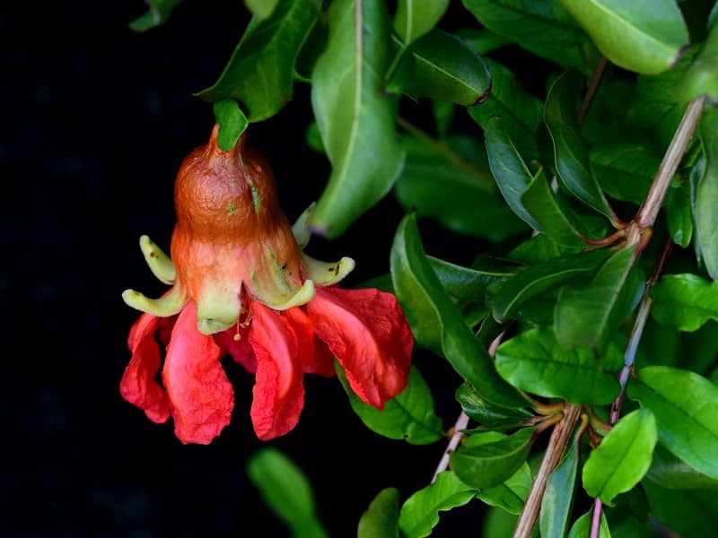 Ripening Pomegranate