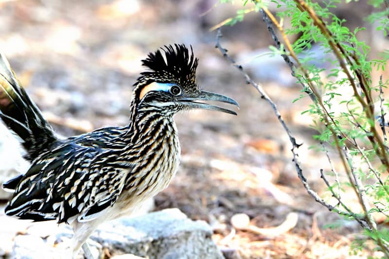 Meet Roadie 2.0 and experience the joys of urban wildlife watching. Also, backyard garden problem solving during a hot, dry Tucson summer.