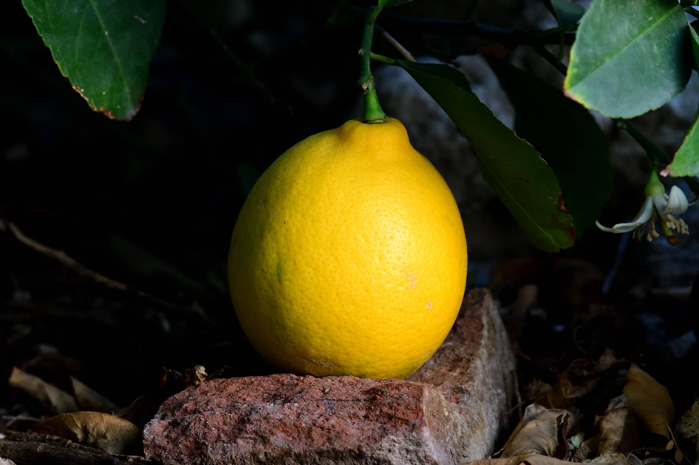 Ripening Meyer lemon