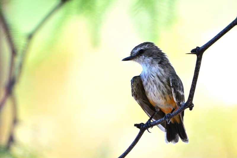 Vermilion flycatcher. Copyright © Martha Retallick. All rights reserved.
