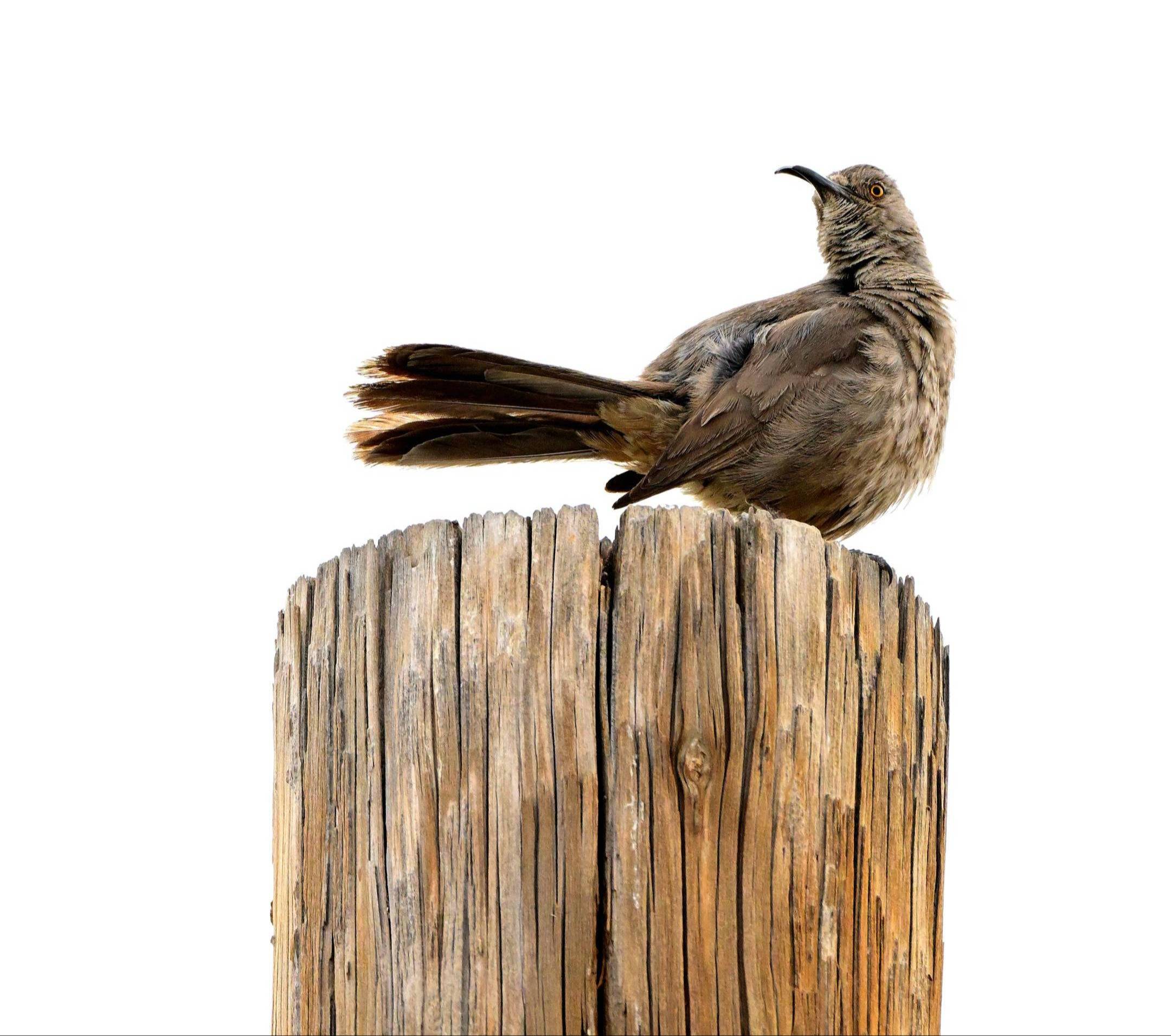 Curve-billed thrasher