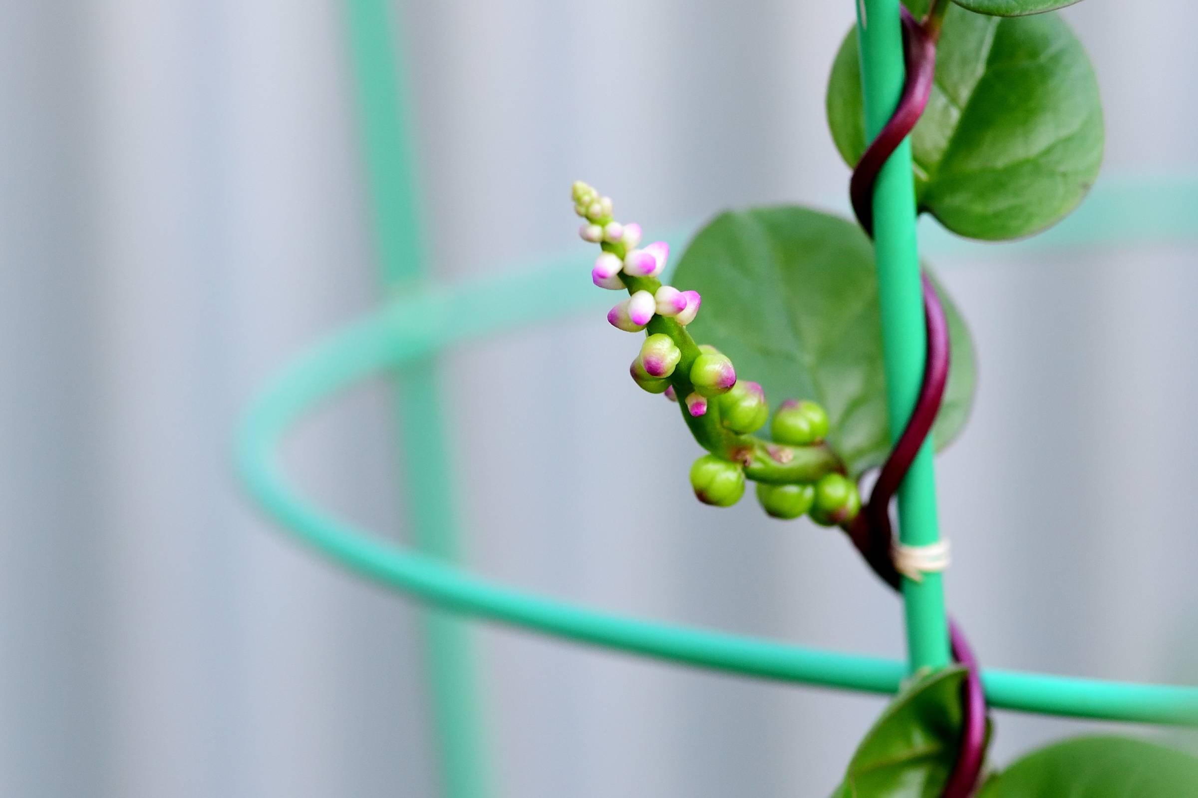 Malabar spinach flowers in my garden.