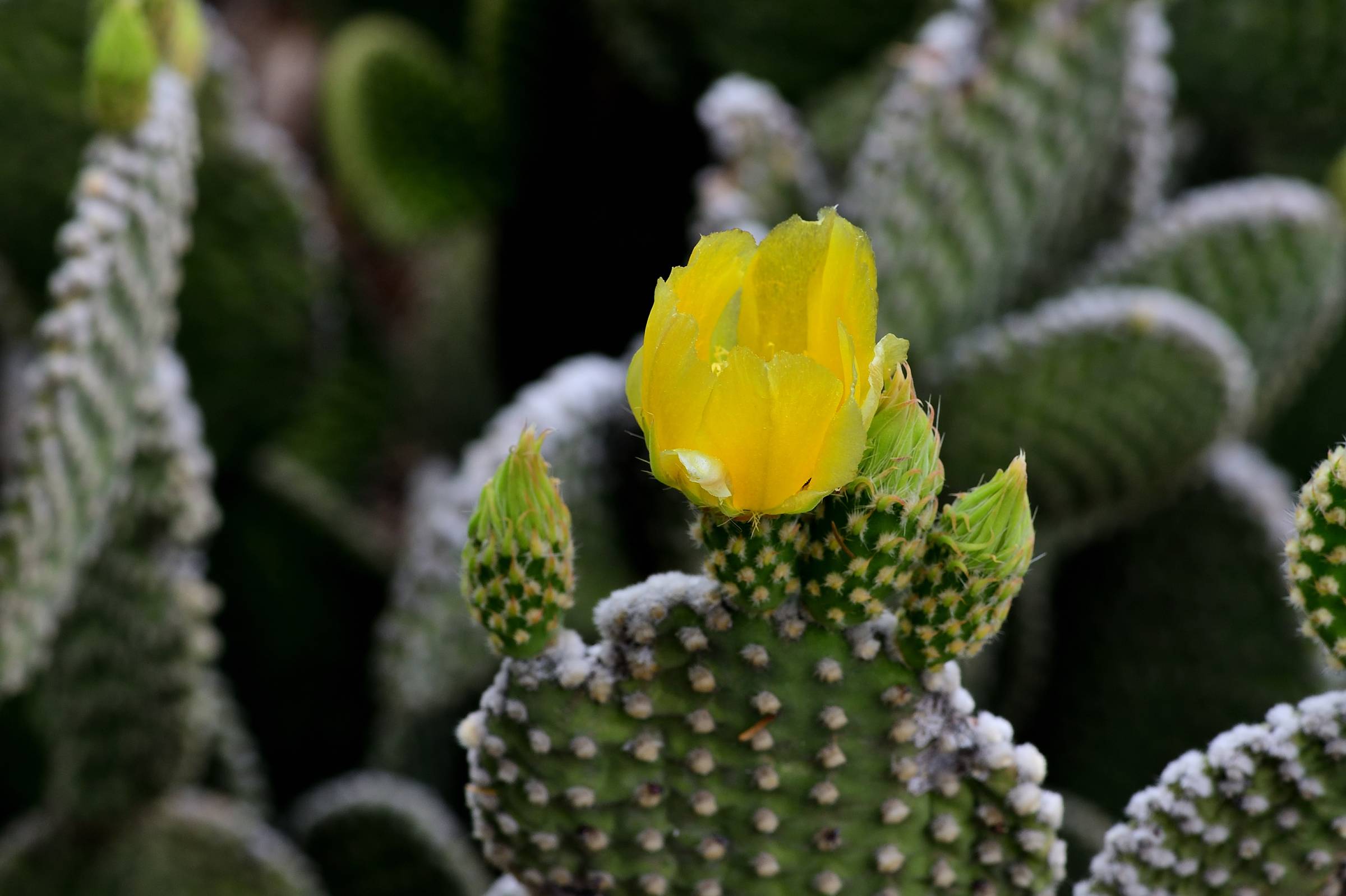 Flower on bunny ears cactus.