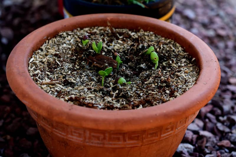 Ironwood tree sprouts. Copyright © Martha Retallick. All rights reserved.