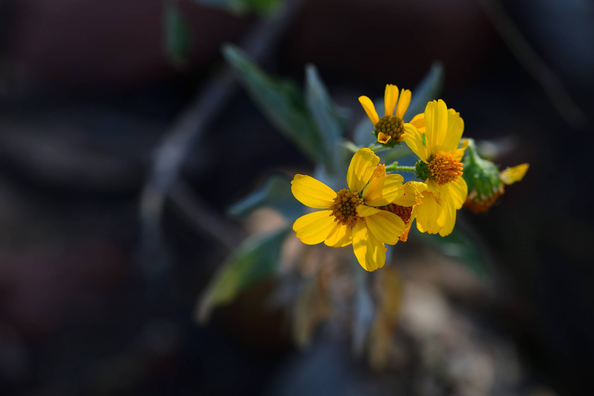 Brittlebush flower closeup