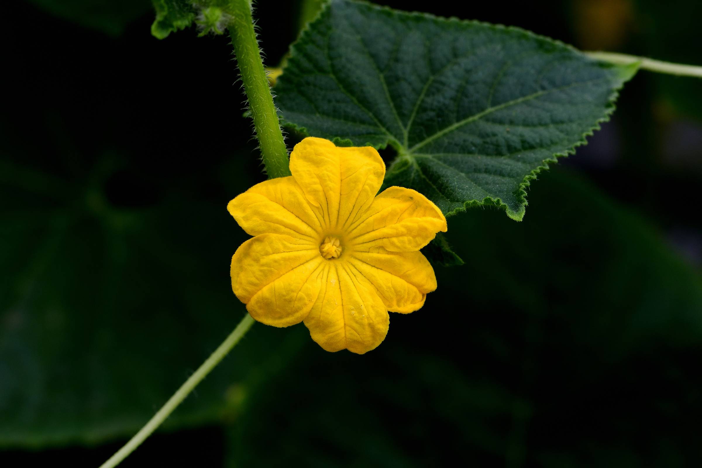 Cucumber flower