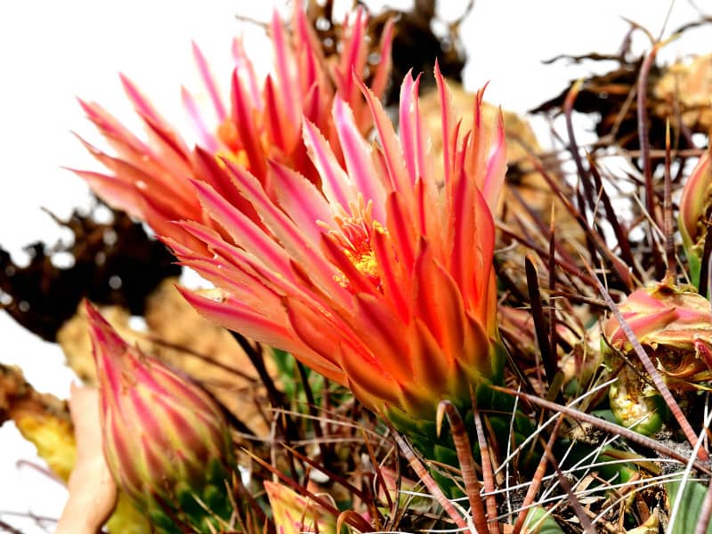 Golden barrel cactus flowers. Copyright © Martha Retallick. All rights reserved.