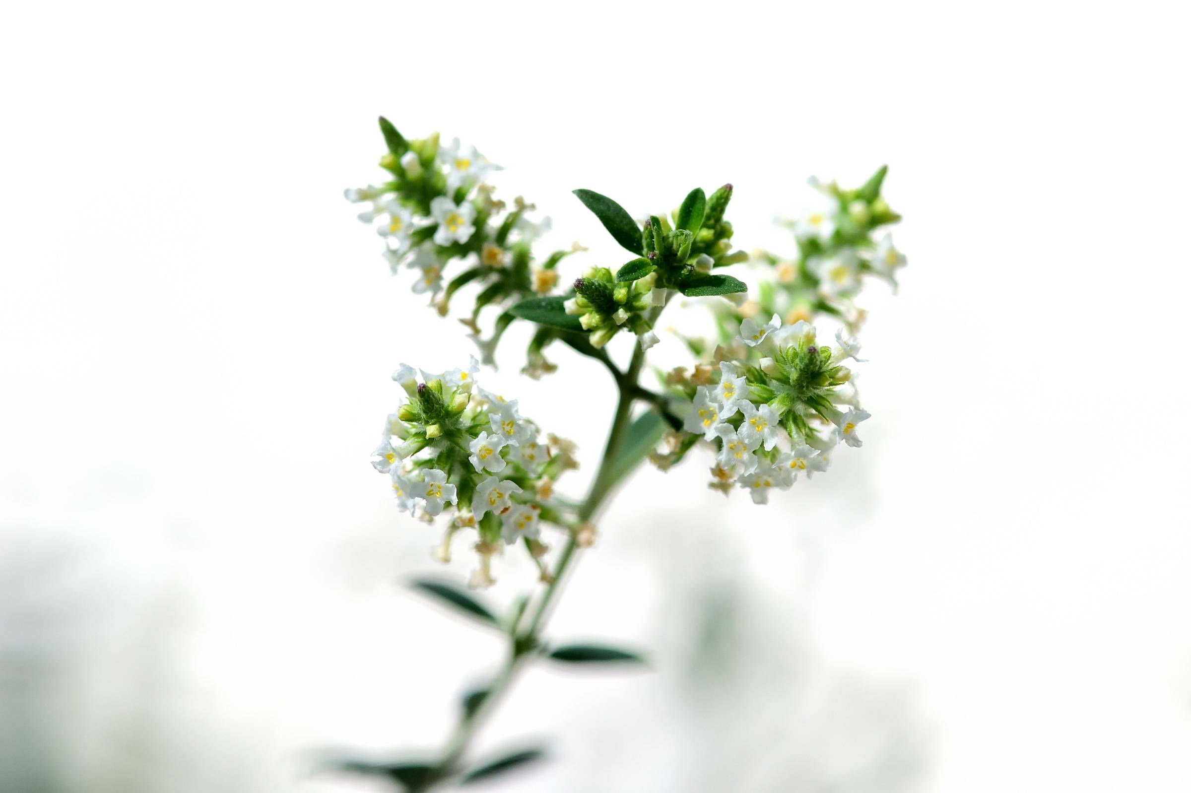 Bee brush flowers