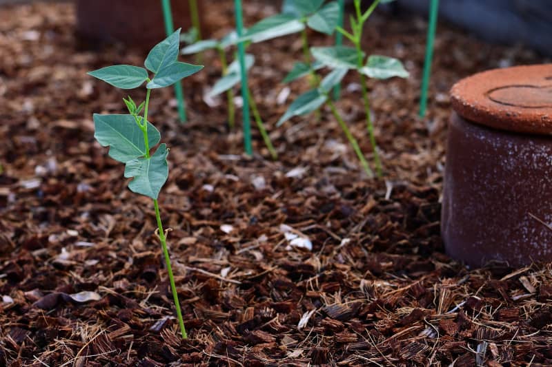 Tepary bean vines. Copyright © Martha Retallick. All rights reserved.