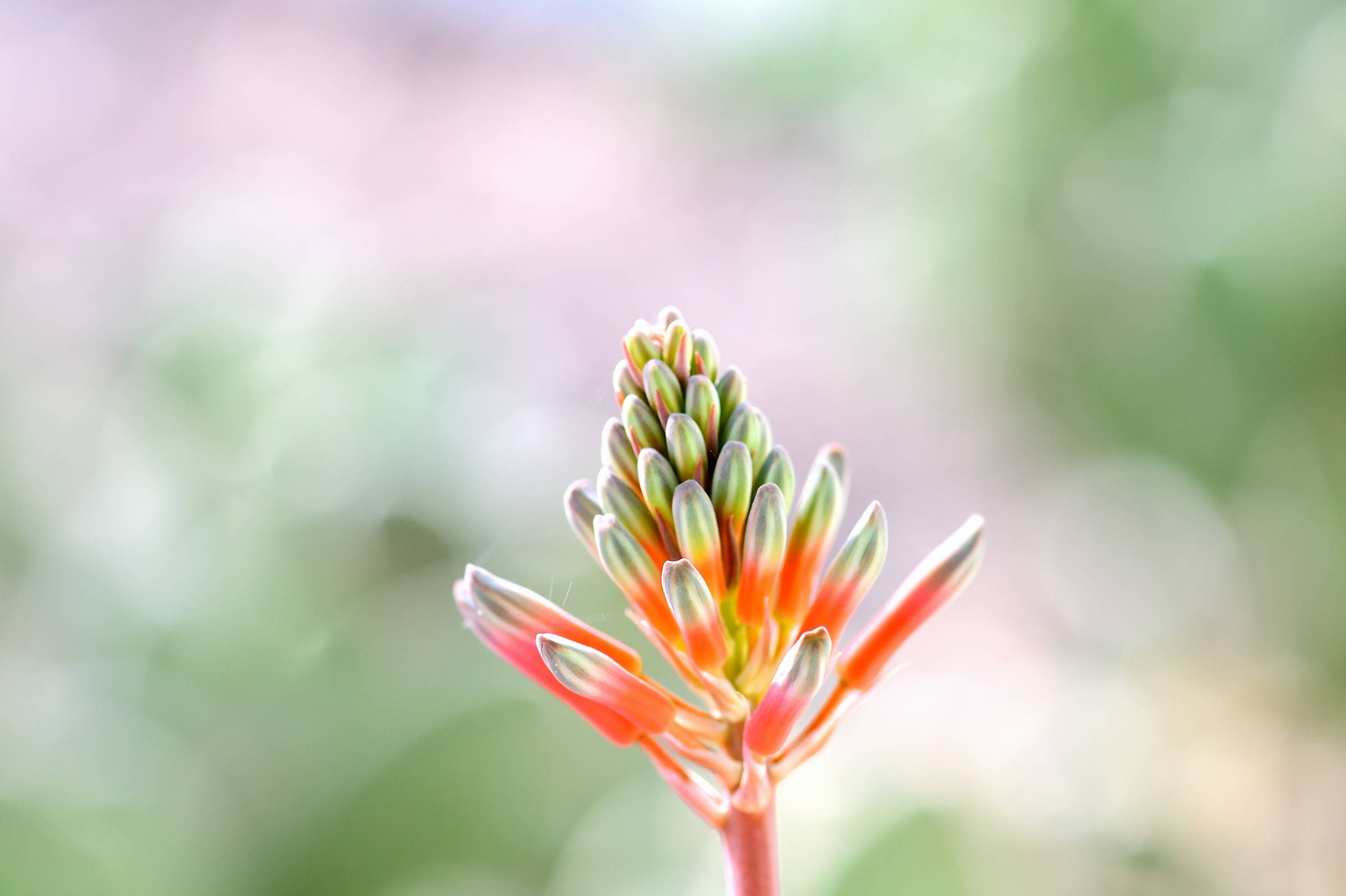 Aloe vera flowers.