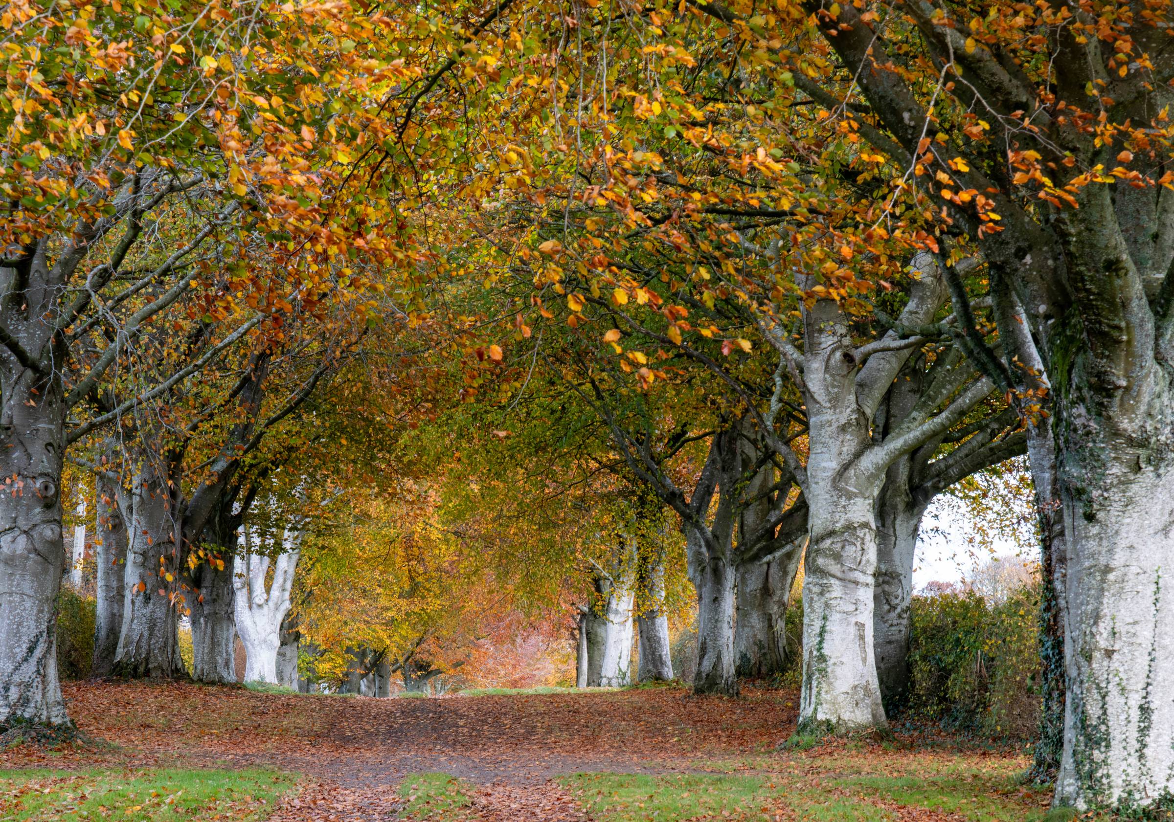 This way to November