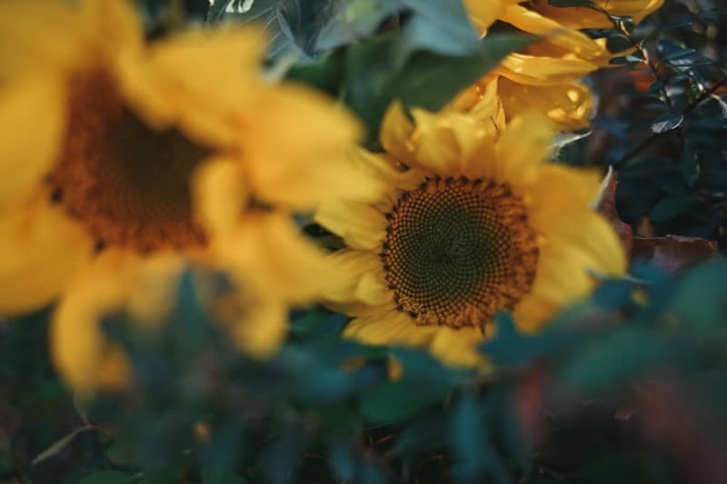 Beautiful sunflowers bloom among greenery.