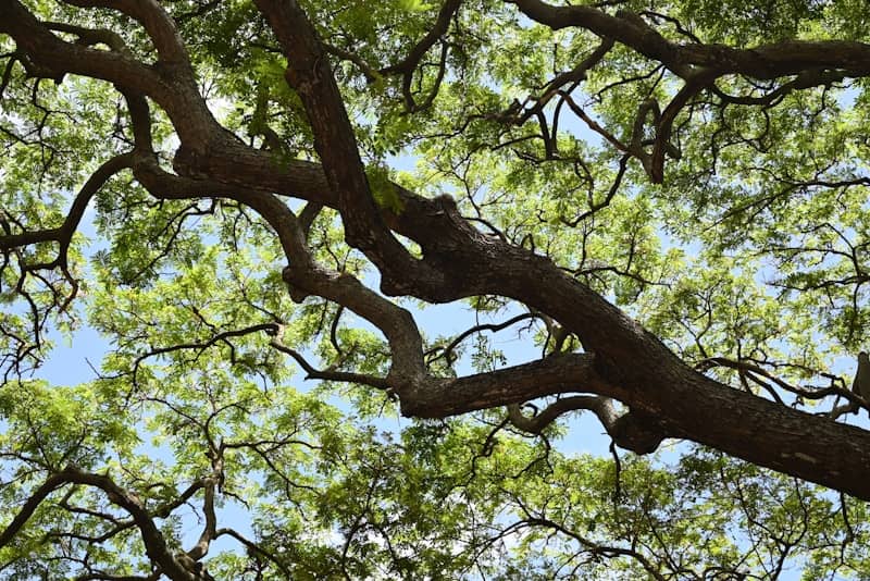 Looking up through large tree branches and green leaves.