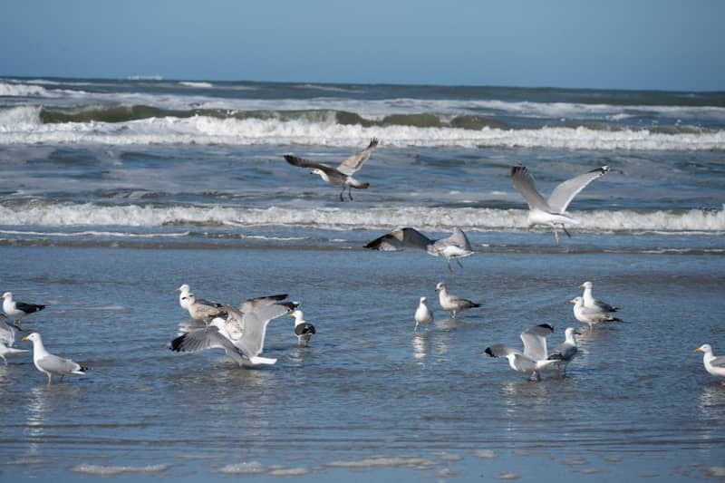 Seagulls gather on a wet sandy beach with waves behind.