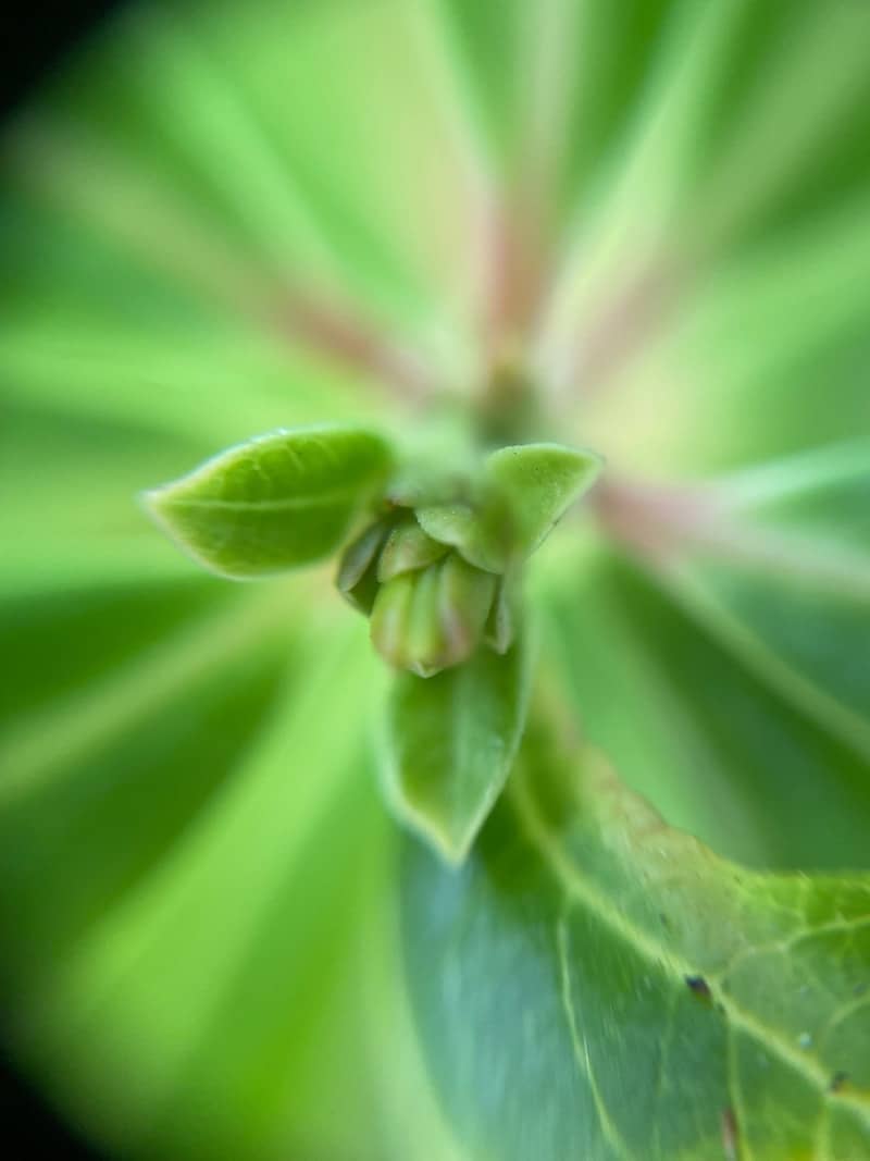 Close-up of a green plant bud with leaves.