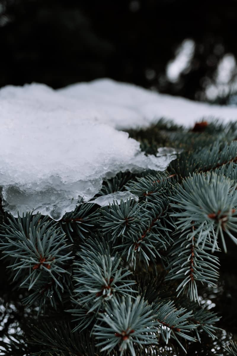 Close-up of pine needles covered in snow