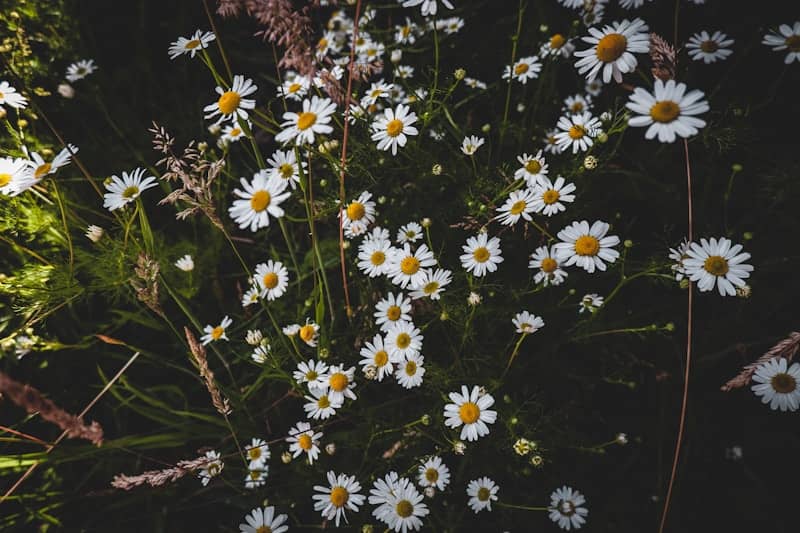 white petaled flowers