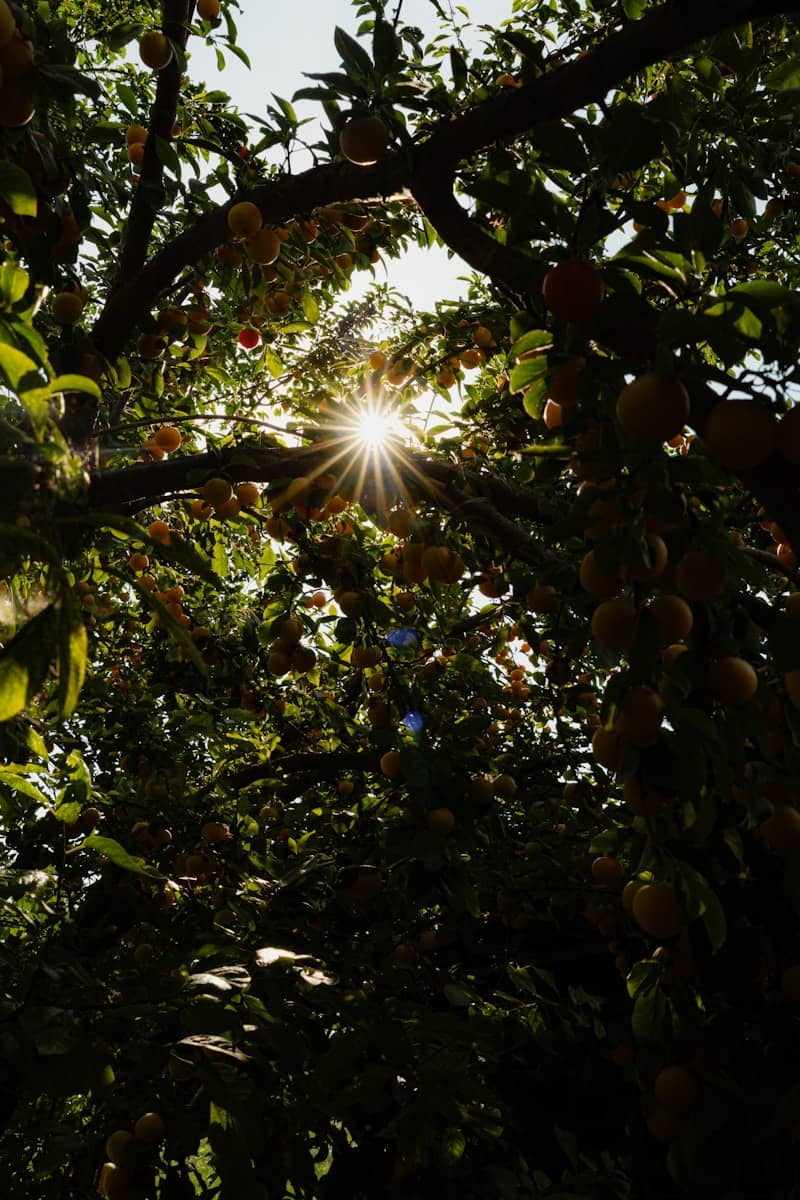 Sunburst through fruit tree branches laden with fruit