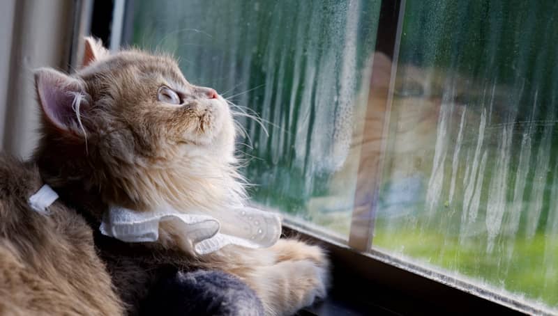 Cat waiting for rain to stop. What are you waiting for?