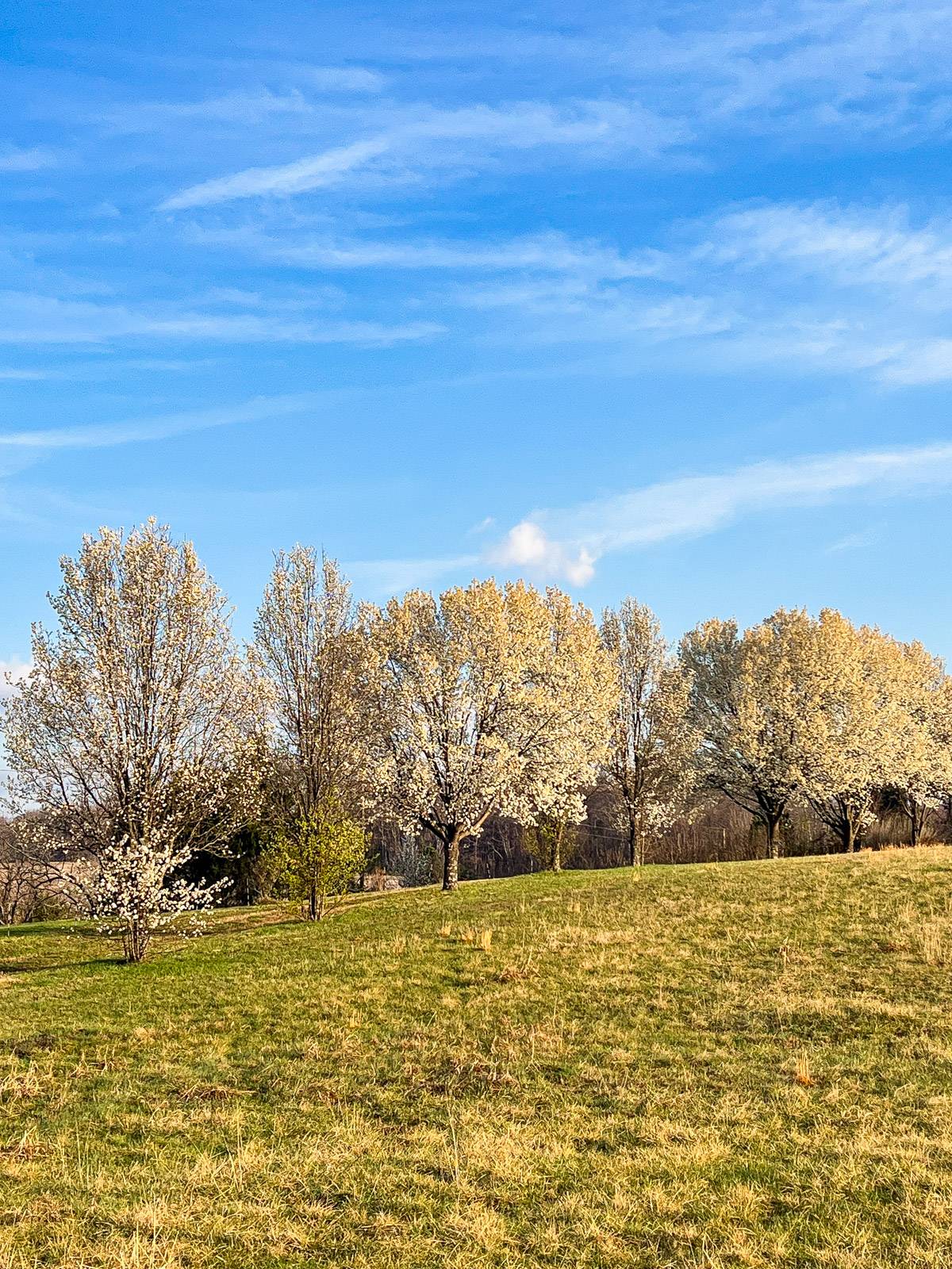 Spring blossoms on trees