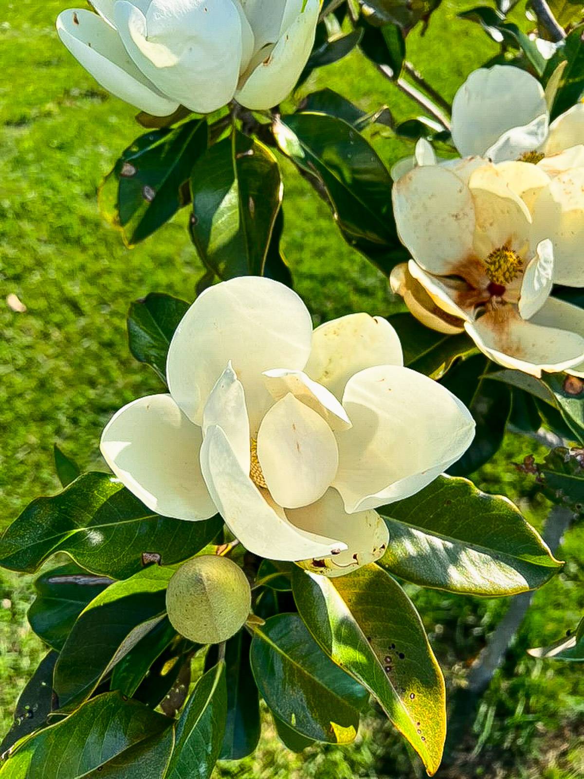 Magnolias