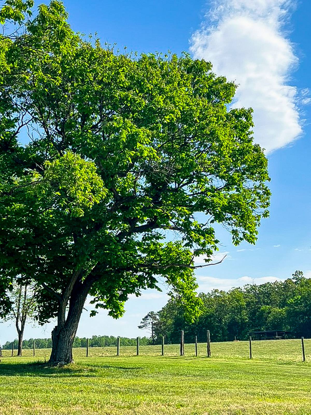 Tree in a field.