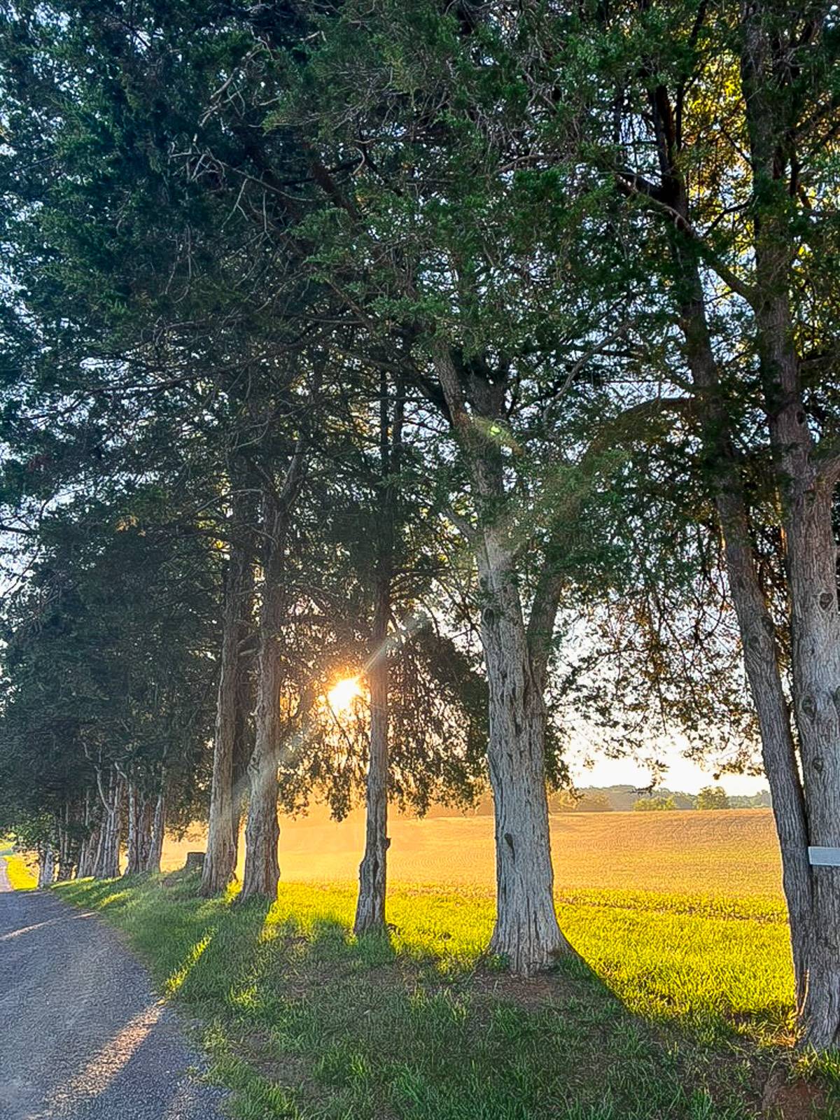 sunrise behind trees