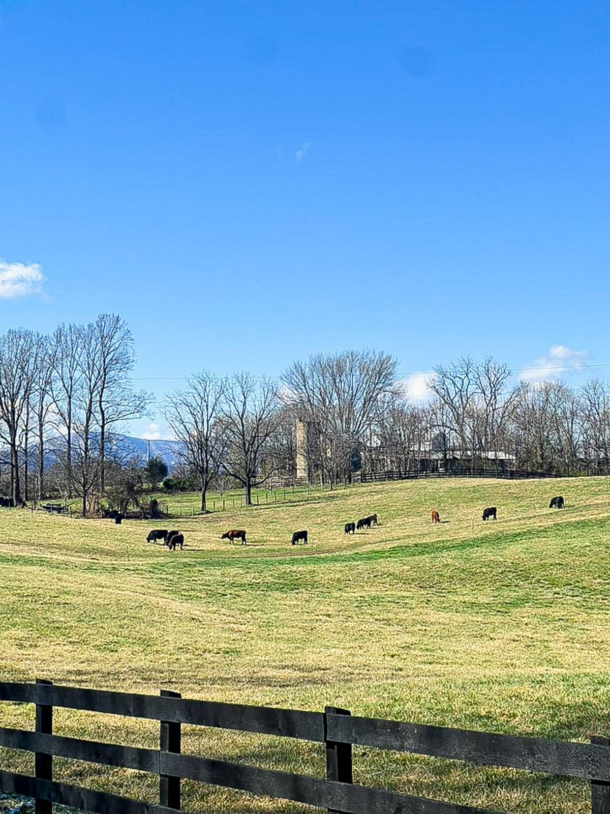Cows in a spring field.
