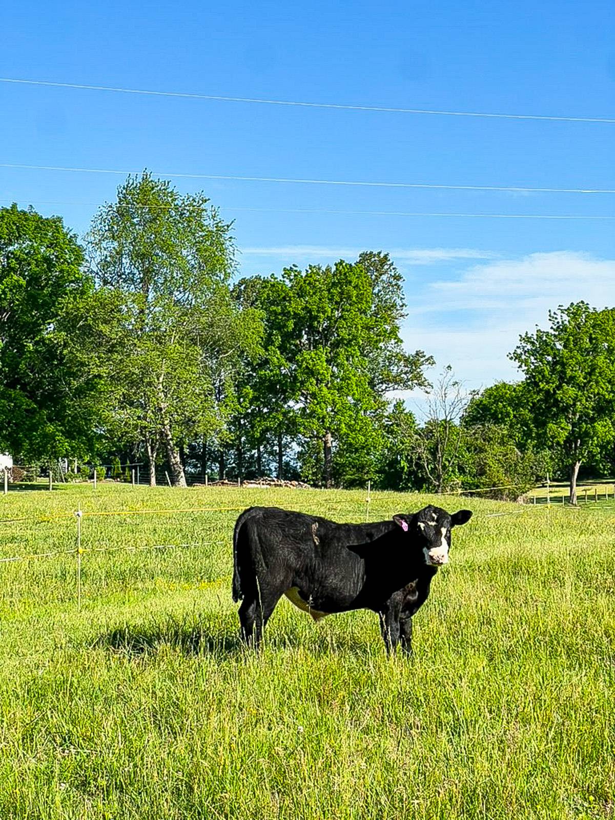 Cow in field.