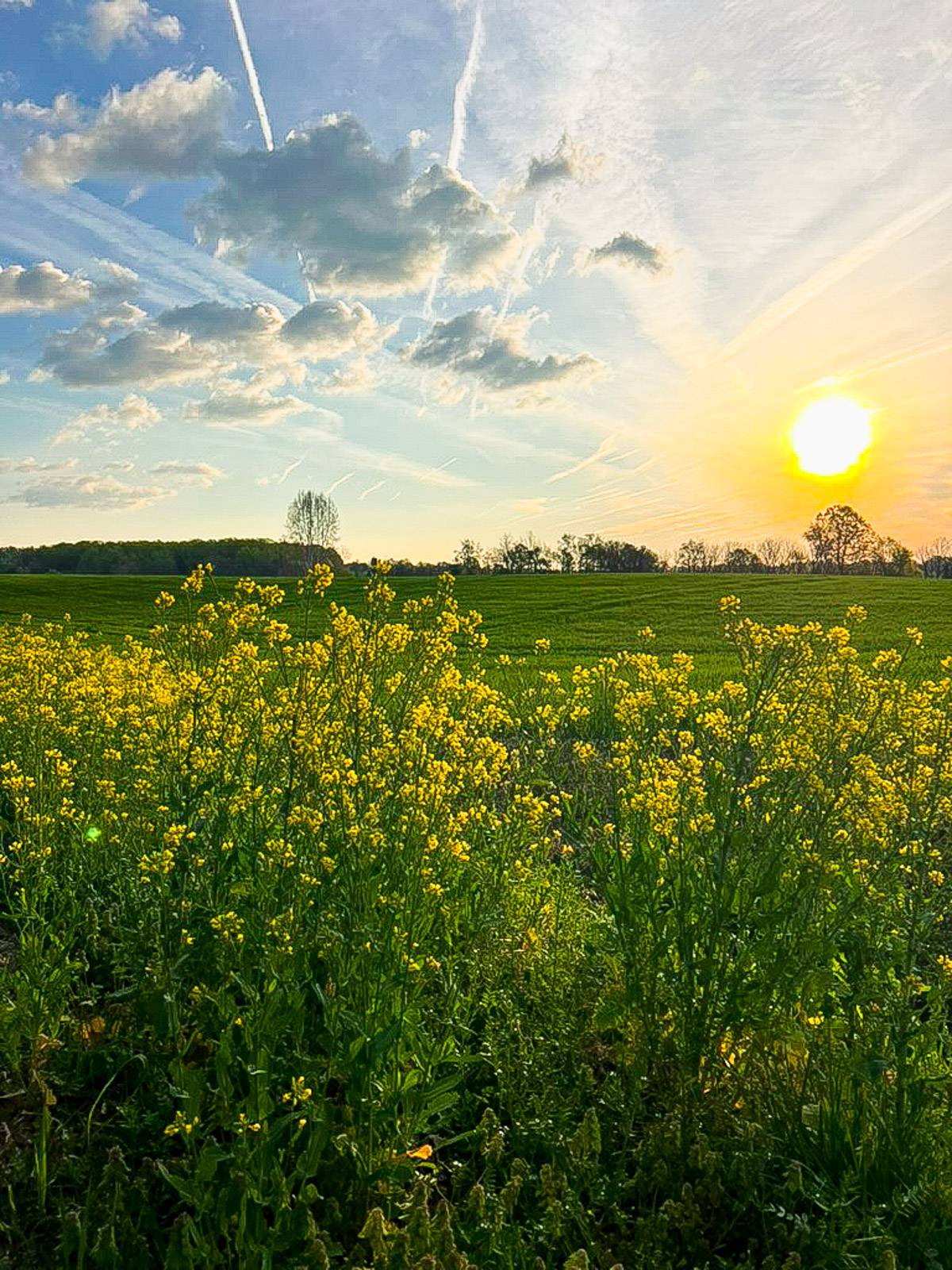 Field of flowers at sunrise.