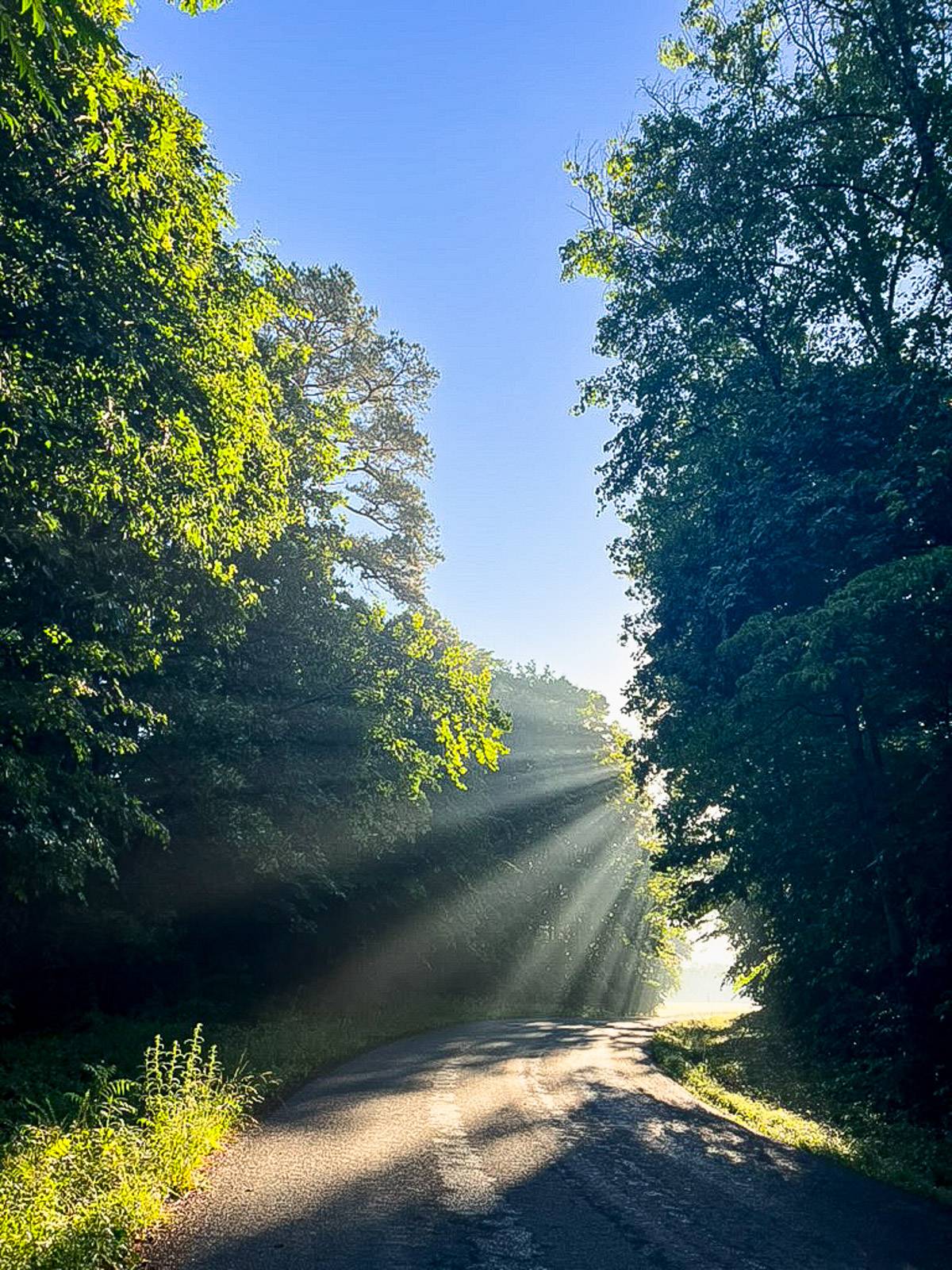 Sun shining through the trees on a road.