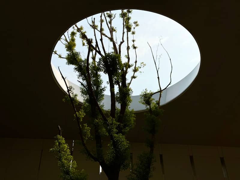 Tree branches visible through a circular opening