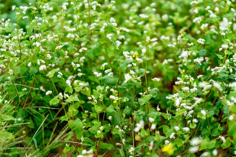Small white flowers growing in a field of grass