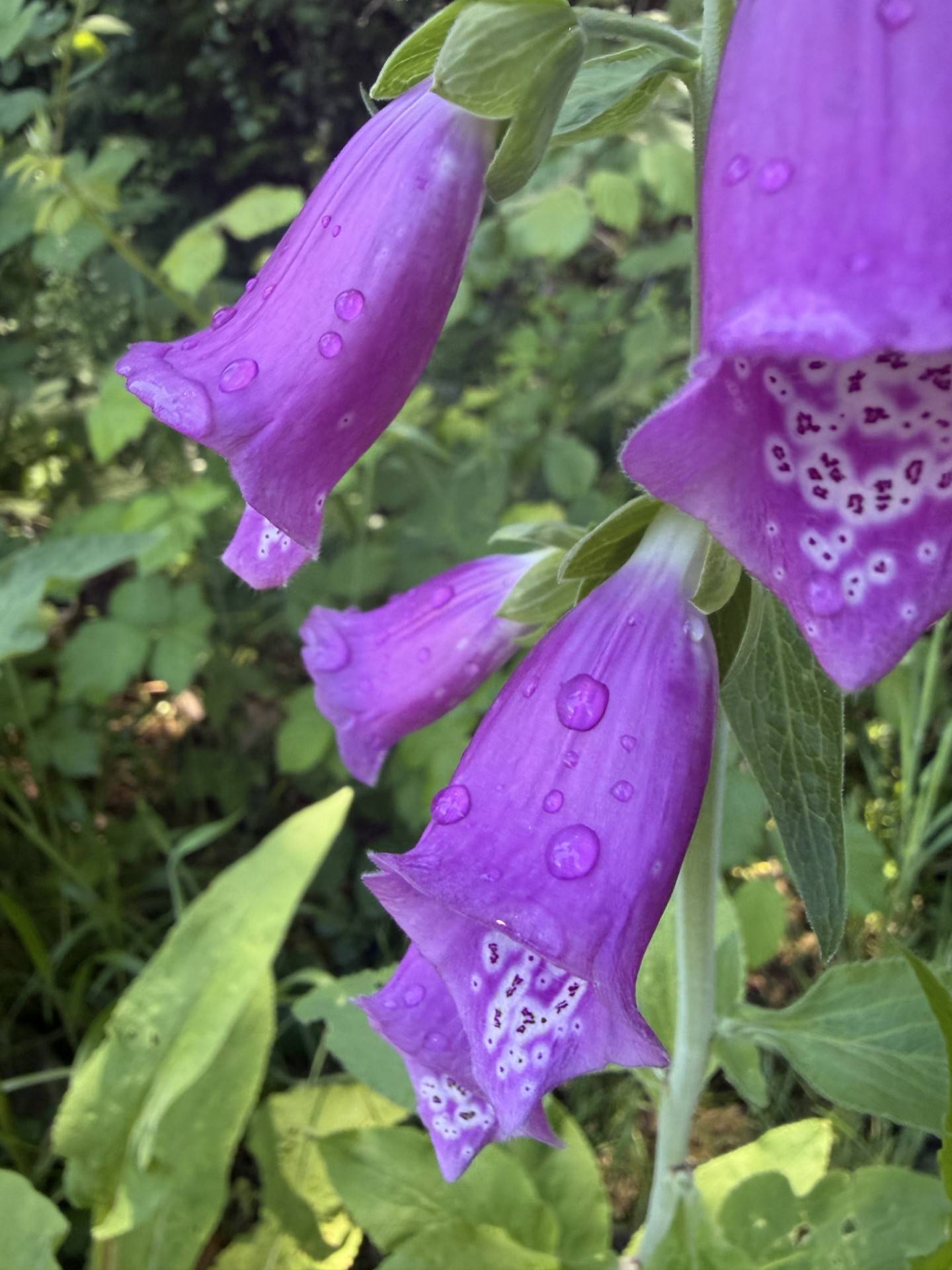 Wild foxgloves in Sweet Home, OR. 