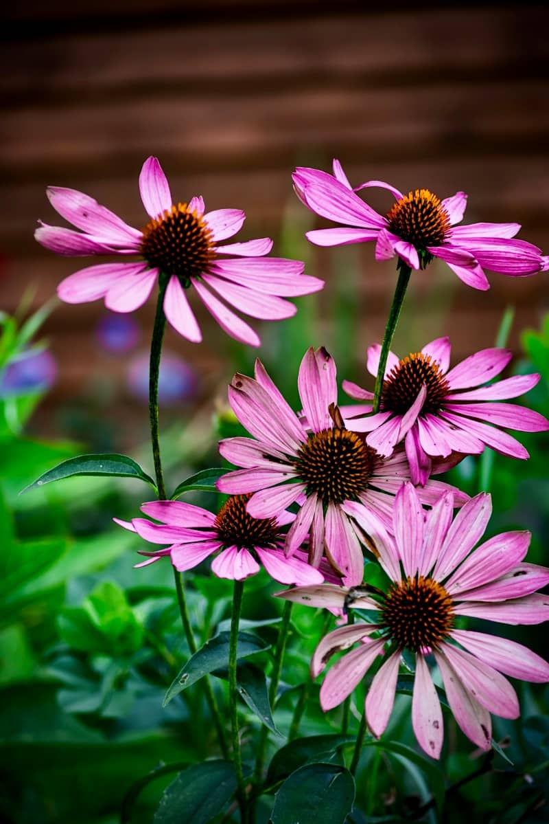 Pink coneflowers bloom in a garden setting.