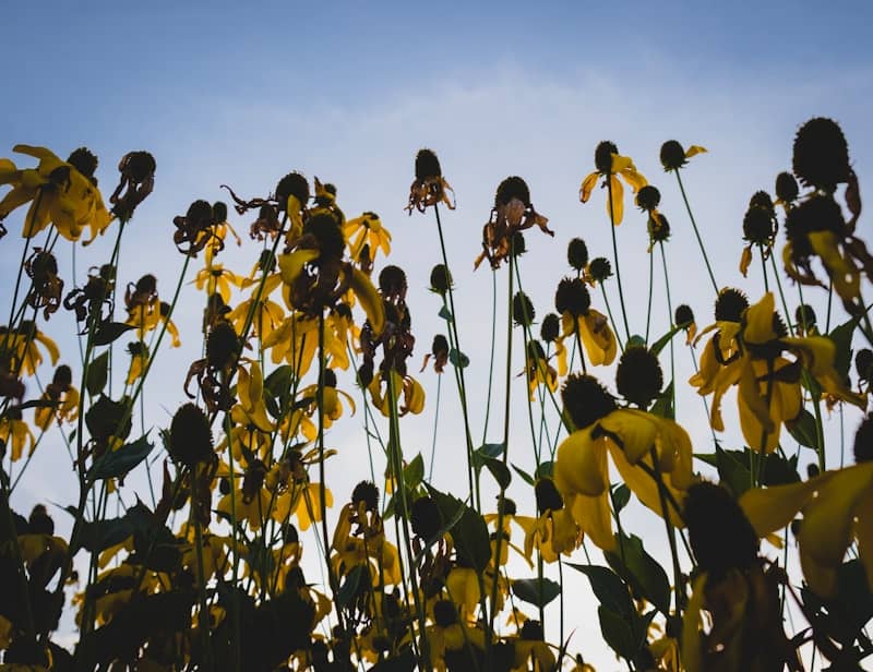 Tall yellow flowers reach towards a bright blue sky