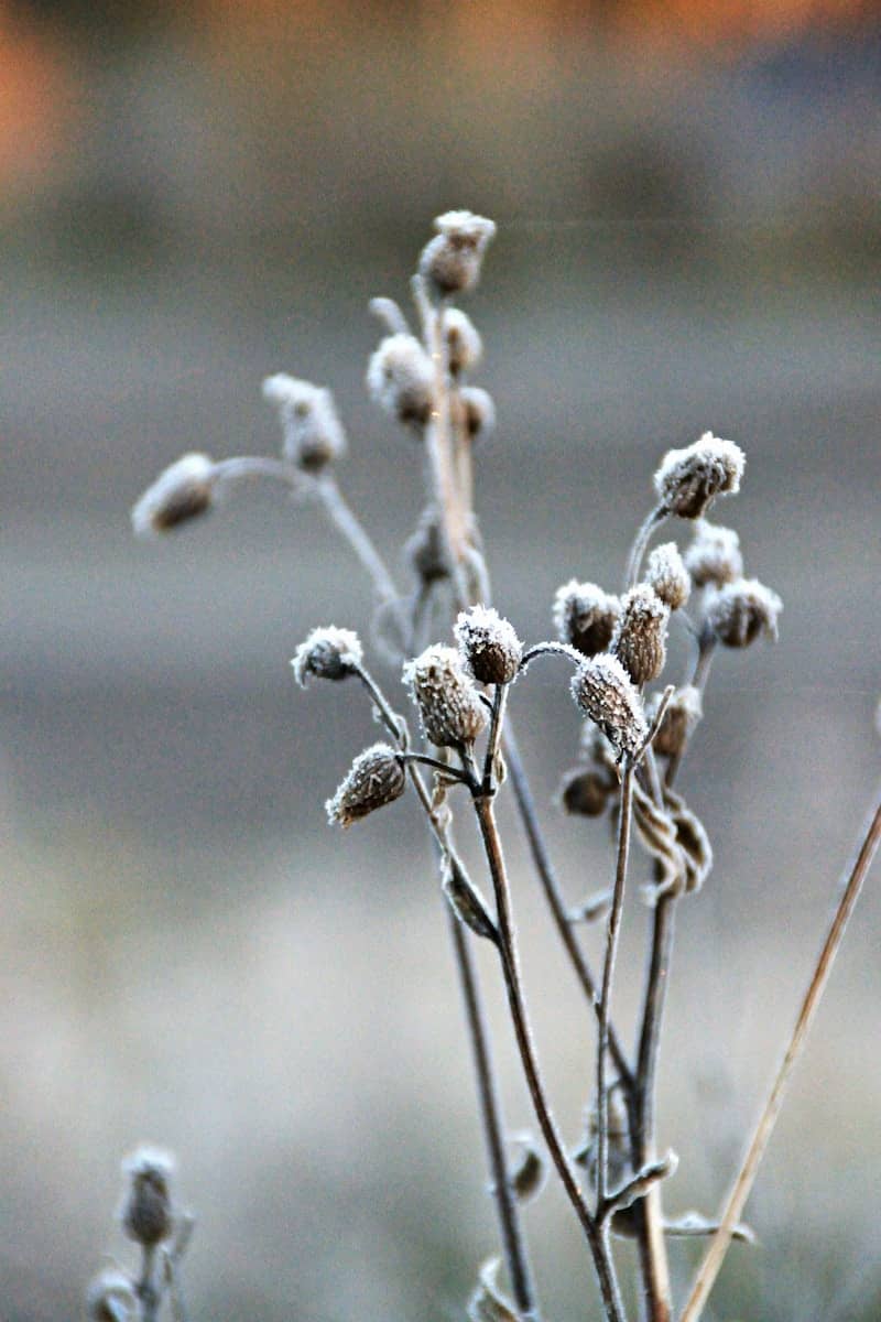 Frozen plant buds covered in frost in soft light.