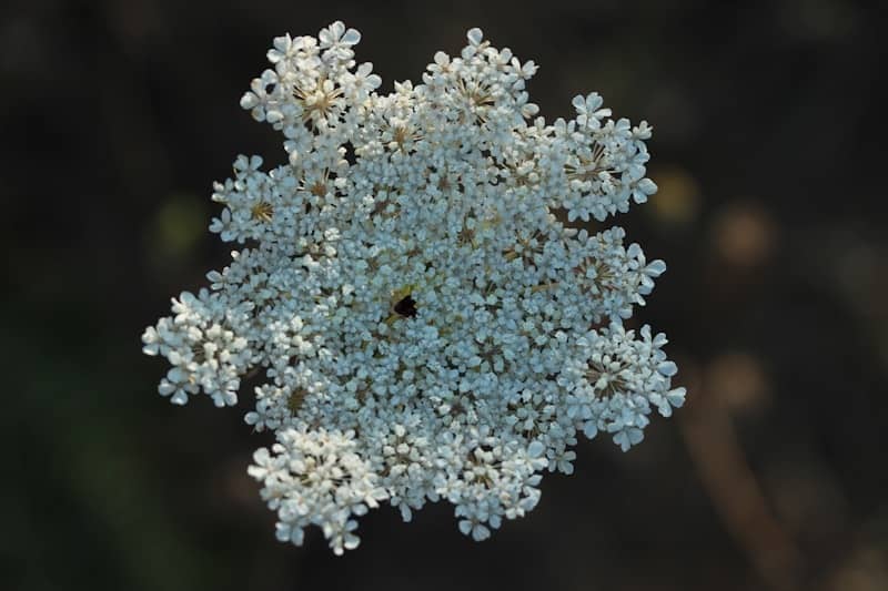 Weeds and cover cropping-tips and tricks for clay soil.