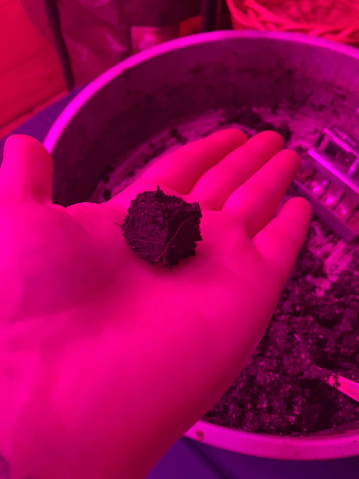 Soil block for seed starting. 
