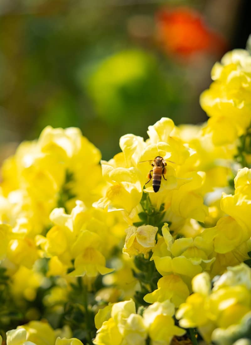 A bee pollinates a cluster of yellow flowers.