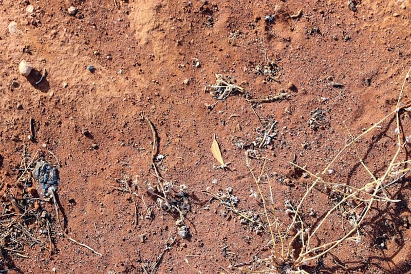 Red dirt ground with dry grass and debris